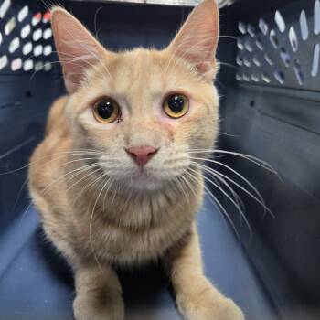 Rescue Domestic Short Hair Cats for Adoption in Newark, New Jersey - Wisely | PetCurious