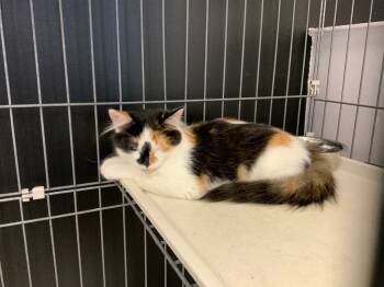 Rescue Calico Cats for Adoption in Grand Junction, Colorado - Bliss | PetCurious