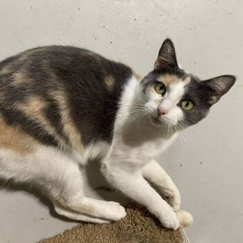 Domestic Short Hair Cats Available for Adoption in Port Barrington, Illinois - Charlotte  | PetCurious