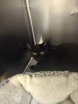 Barn Cat Grasshopper -  Domestic Short Hair Cat for Adoption in Longmont, Colorado - Barn Cat Grasshopper | PetCurious