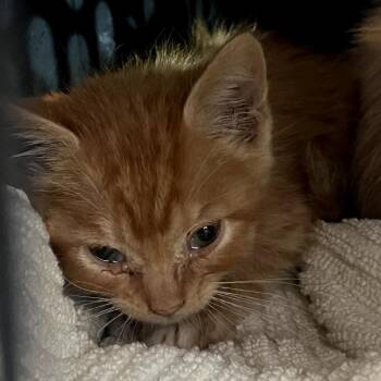 Richie -  Domestic Medium Hair Cat for Adoption in San Antonio, Texas - Richie | PetCurious