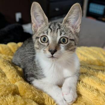 Xander - Playful & Snuggly -  Domestic Short Hair Cat for Adoption in Hamilton, Ontario - Xander - Playful & Snuggly | PetCurious