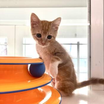 Chihiro -  Domestic Short Hair Cat for Adoption in Los Angeles, California - Chihiro | PetCurious