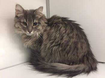 Domestic Long Hair Cats Available for Adoption - Artemis | PetCurious