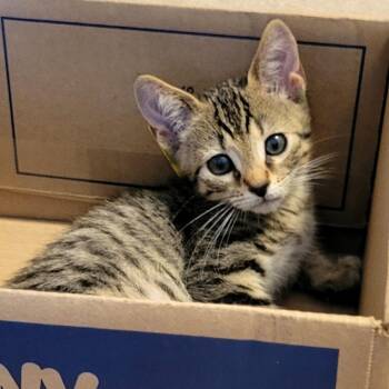 Smore Carlsbad -  Domestic Short Hair Cat for Adoption in Denver, Colorado - Smore Carlsbad | PetCurious
