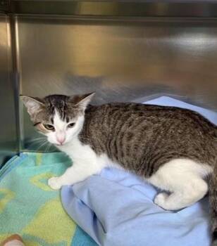 Nesta -  Domestic Short Hair Cat for Adoption in Richmond, Virginia - Nesta | PetCurious
