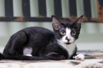 Panna Cotta -  Domestic Short Hair Cat for Adoption in Hot Springs, Arkansas - Panna Cotta | PetCurious
