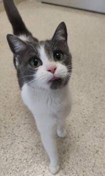 Garden -  Domestic Short Hair Cat for Adoption in Lafayette, Indiana - Garden | PetCurious