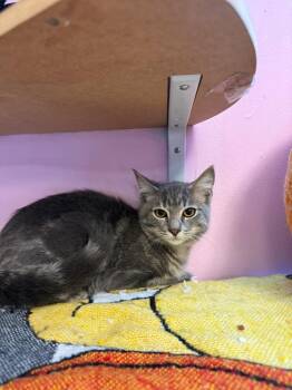 Rescue Domestic Short Hair Cats for Adoption in Freeport, New York - Spooky | PetCurious