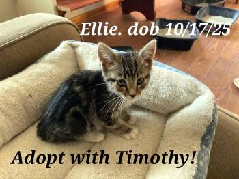American Shorthair Cats Available for Adoption - Timothy And Ellie | PetCurious