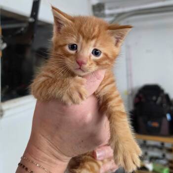 MAXWELL -  Domestic Short Hair Cat for Adoption in Kansas City, Missouri - MAXWELL | PetCurious