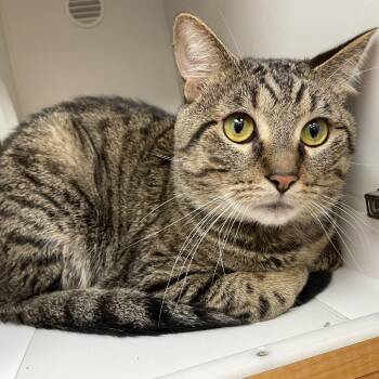Domestic Short Hair Cats Available for Adoption in Champaign, Illinois - Peets | PetCurious