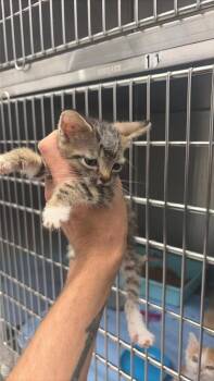 Raff -  Domestic Short Hair Cat for Adoption in Republic, Missouri - Raff | PetCurious