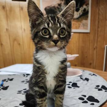 Domestic Short Hair Cats Available for Adoption in Graham, Washington - TATE | PetCurious