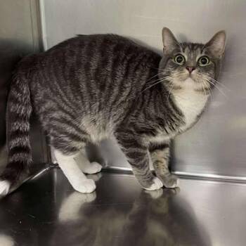 Apollo -  Domestic Short Hair Cat for Adoption in Winthrop, Maine - Apollo | PetCurious