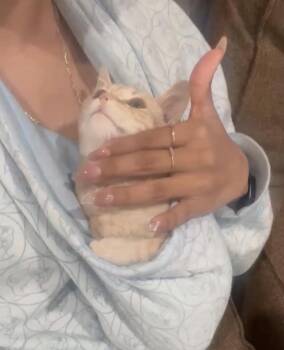 Momo (Crimson) 3 mo -  Domestic Short Hair Cat for Adoption in Los Angeles, California - Momo (Crimson) 3 Mo | PetCurious