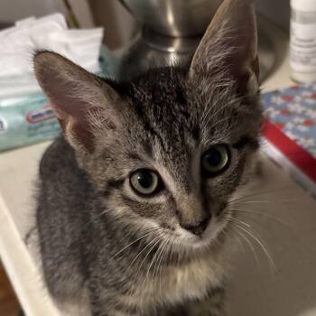 Swiss -  Domestic Short Hair Cat for Adoption in Bentonville, Arkansas - Swiss | PetCurious