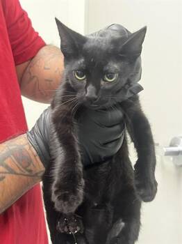 Domestic Short Hair Cats Available for Adoption in Pasadena, Texas - A184627 | PetCurious