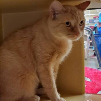 Layla -  Domestic Short Hair Cat for Adoption in Buffalo, New York - Layla | PetCurious