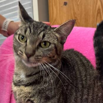 Rescue Domestic Short Hair Cats for Adoption in Quakertown, Pennsylvania - Rigatoni | PetCurious