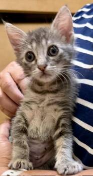 QUIRA -  Domestic Short Hair Cat for Adoption in Camarillo, California - QUIRA | PetCurious