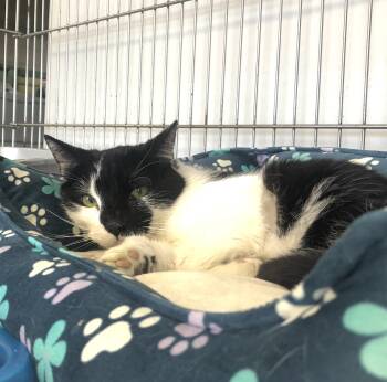 Rescue American Shorthair Cats for Adoption in Parma, Ohio - Checkers | PetCurious