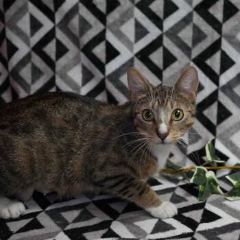 Domestic Short Hair Cats Available for Adoption in Wheaton, Illinois - Molly | PetCurious