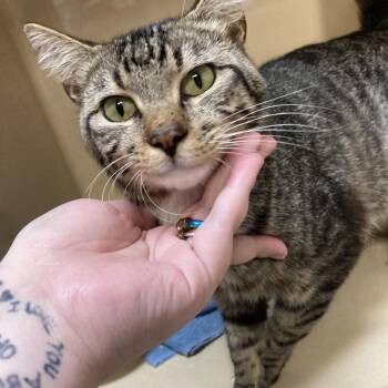 Charlie -  Domestic Short Hair Cat for Adoption in Blue Ridge, Georgia - Charlie | PetCurious