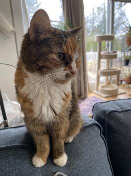 American Shorthair Cats Available for Adoption - Emma (Tiny Senior Sweetheart!) | PetCurious