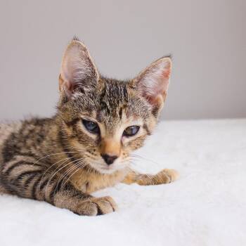 Kaida -  Tabby Cat for Adoption in Wayne, New Jersey - Kaida | PetCurious