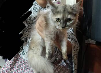 Rescue Persian and Himalayan Cats for Adoption in Brampton, Ontario - Millie | PetCurious