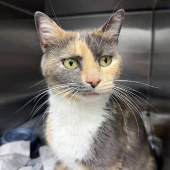 Domestic Short Hair Cats Available for Adoption in Atlanta, Georgia - Abby | PetCurious
