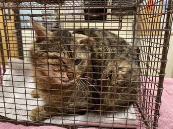 Domestic Short Hair Cats Available for Adoption in Modesto, California - A610051 | PetCurious