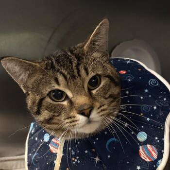 Messi -  Domestic Short Hair Cat for Adoption in Riverwoods, Illinois - Messi | PetCurious