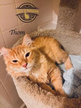 Domestic Medium Hair and Maine Coon Cats Available for Adoption in Riverside, California - Thom 3 | PetCurious