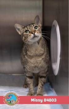 Missy -  Domestic Short Hair Cat for Adoption in Mobile, Alabama - Missy | PetCurious