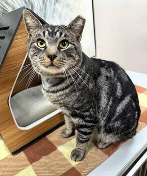 Rescue Domestic Short Hair Cats for Adoption in Medina, Ohio - Charcoal | PetCurious