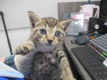 CRICKET -  Domestic Short Hair Cat for Adoption in Ocala, Florida - CRICKET | PetCurious