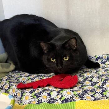 Sean -  Domestic Short Hair Cat for Adoption in Conway, New Hampshire - Sean | PetCurious