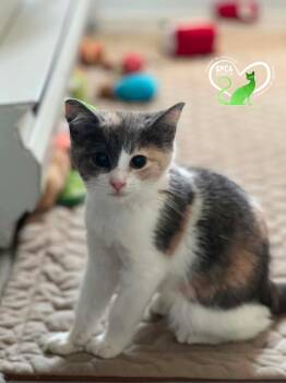 Aquarelle -  Domestic Short Hair Cat for Adoption in Delson, Quebec - Aquarelle | PetCurious