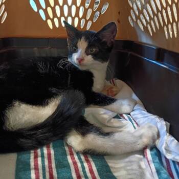 Battlecry -  Domestic Short Hair Cat for Adoption in Lynchburg, Virginia - Battlecry | PetCurious