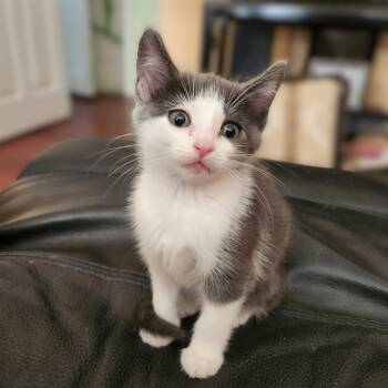 Rescue American Shorthair Cats for Adoption in Allen, Texas - Marlowe | PetCurious