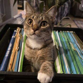 Domestic Short Hair Cats Available for Adoption in San Antonio, Texas - Beauregard | PetCurious