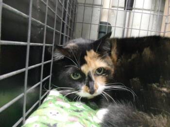 MACY -  Domestic Short Hair Cat for Adoption in Tulsa, Oklahoma - MACY | PetCurious