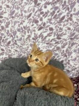 Simba* -  American Shorthair Cat for Adoption in Standish, Michigan - Simba* | PetCurious