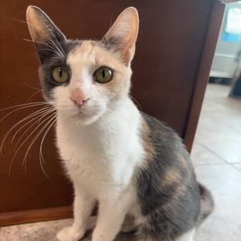 Cricket -  Domestic Short Hair Cat for Adoption in Hattiesburg, Mississippi - Cricket | PetCurious