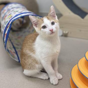 Husk -  Domestic Short Hair Cat for Adoption in Champaign, Illinois - Husk | PetCurious