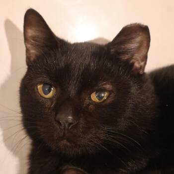 Rescue Domestic Short Hair Cats for Adoption in Briarcliff Manor, New York - Fricky | PetCurious