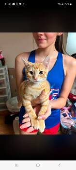 Timmy (Tim Horton dumpster kittens 1) -  Domestic Short Hair Cat for Adoption in Lewis Center, Ohio - Timmy (Tim Horton Dumpster Kittens 1) | PetCurious