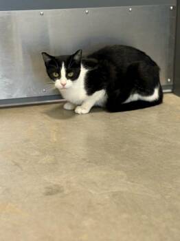 Rescue Domestic Short Hair Cats for Adoption in Jefferson, Iowa - Daisy | PetCurious